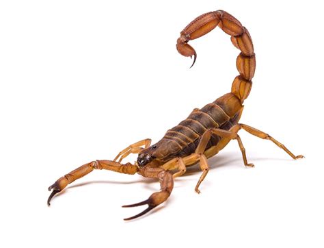 Fossil is the oldest-known scorpion