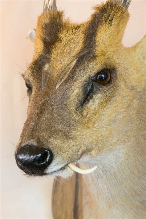 Taxidermy Muntjac Deer Cape Head On An Oak Plaque With Tusks Etsy