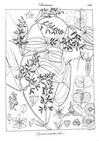 Dioscorea Aculeata coloring page | Free Printable Coloring Pages