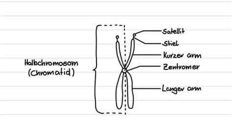 Bio LK Zelluläre Grundlagen Karteikarten Quizlet