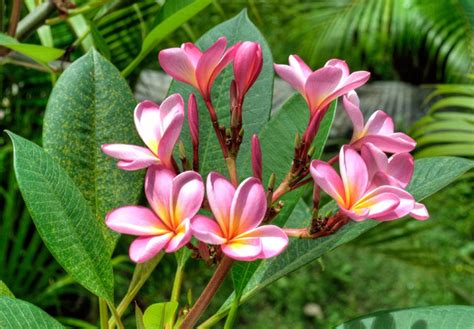 National Flower Bali Indonesia Best Flower Site