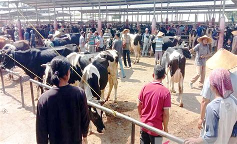 Jelang Idul Adha Harga Ternak Kurban Di Boyolali Naik Koran Jakarta