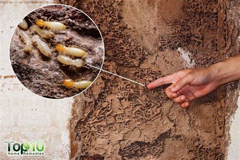 How To Get Rid Of Termites Top 10 Home Remedies Termite Control