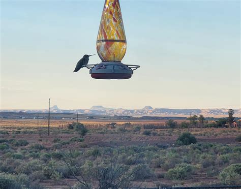 High Desert Hummingbird 💛 : r/hummingbirds