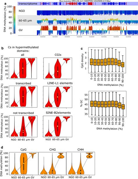 Rates Of De Novo Dna Methylation Of Different Sequence Features In