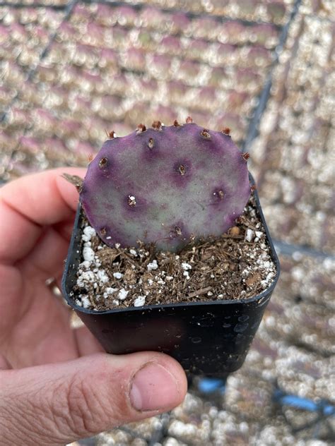 2 Santa Rita Prickly Pear Cactus Rare Purple Dwarf Opuntia Etsy