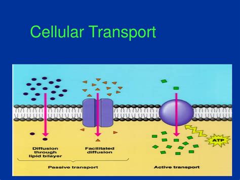 Ppt Cellular Transport Powerpoint Presentation Free Download Id