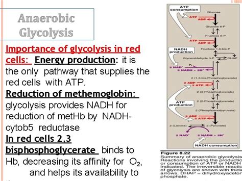 Metabolism Of Red Blood Cells Rbcs Dr Sadia