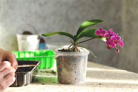 Best Potting Soil For Orchids | The Indoor Gardens