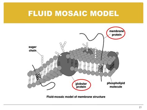 Download free fluid mosaic model - werachic