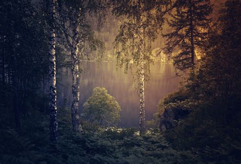 Gloomy Forest Background Free Stock Photo - Public Domain Pictures