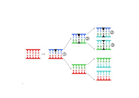 Chapitre 2 Les mutations source de variabilité génétique AlloSchool