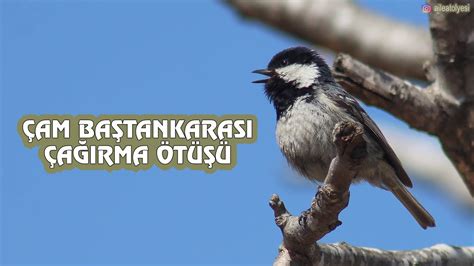 Çam Baştankarası Çağırma Ötüşü Video Ve Ses Crow Song Of Coal Tit Sound Youtube