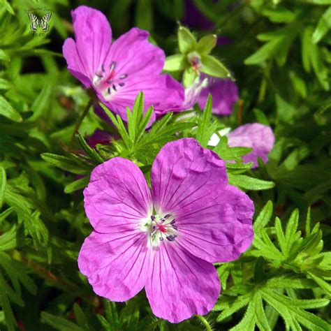 Geranium Perennial Flower Seeds | Bloody Cranesbill | Geranium sanguineum