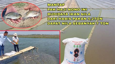 Mantap Pak Haji Nono Ini Budidaya Ikan Nila Bisa Panen Ton Dari Pakan