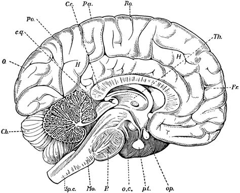 Brain Cross Section Diagram Diagram Quizlet