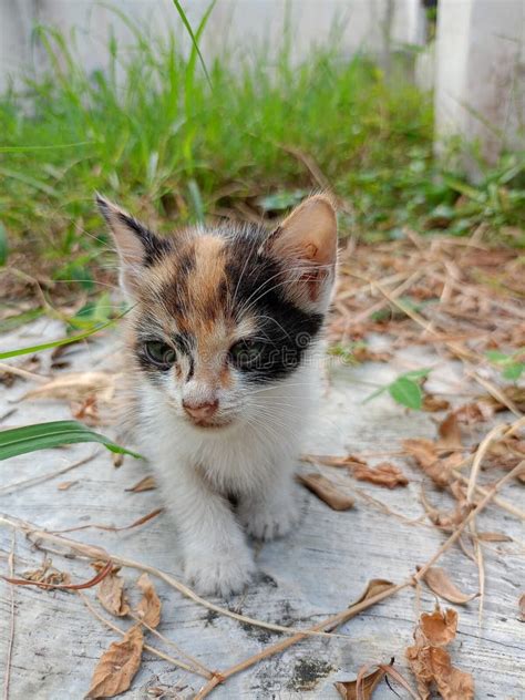 Baby Cat Playing with Its Mother Stock Image - Image of wildlife, mother: 280411249