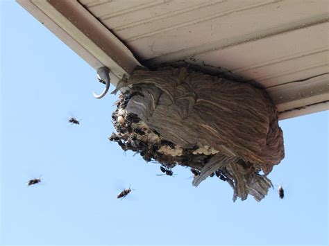 Bald Faced Hornet Nest Removal Toronto Affordable Hornet Removal