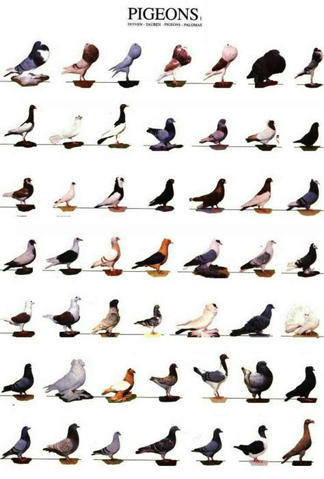 Pin by RolPrikol on Drawing lessons Уроки рисования Pigeon pictures