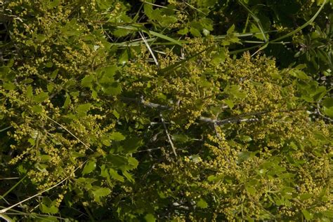 Quercus Coccifera Kermes Oak