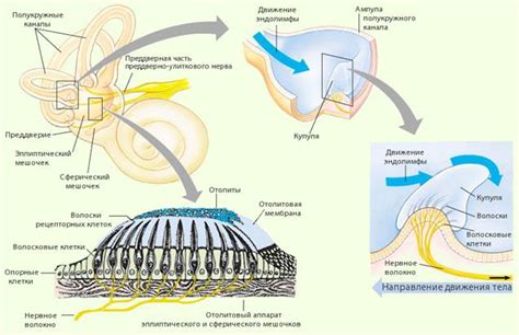 Студопедия — Полукружные каналы