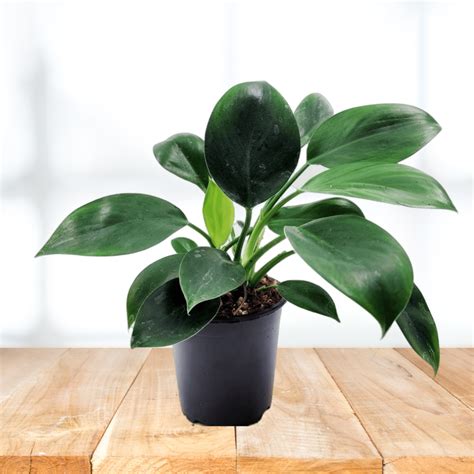 Philodendron Selloum Green Princess