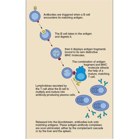 B Cell Activation Pathway