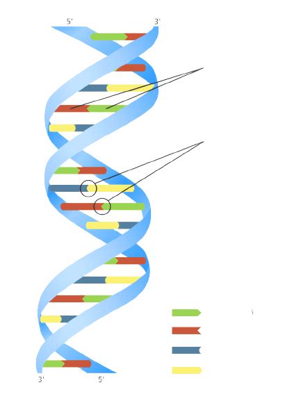 Unit Genetics Diagram Quizlet