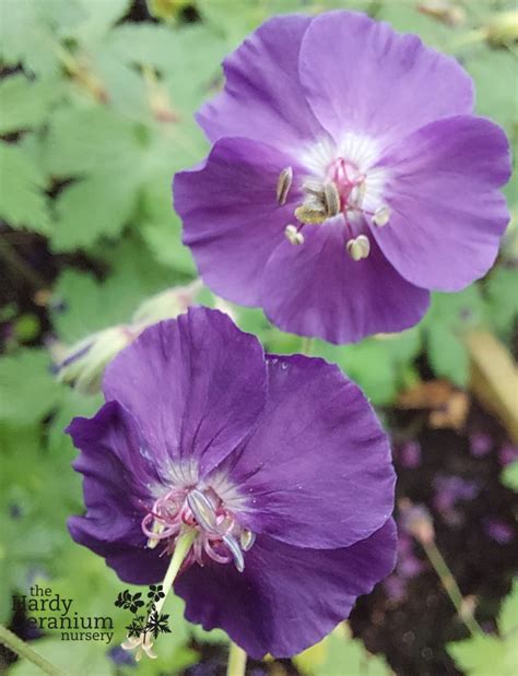 Geranium sanguineum ‘Album' • The Hardy Geranium Nursery