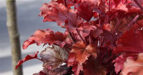 Heuchera Peach Flambe Purperklokje Bloemenpark Appeltern