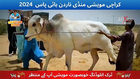 Maweshi Mandi Karachi Latest Update Northern Bypass Cow Mandi