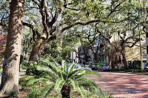 Live Oaks In Savannah Photograph by Ann Powell - Fine Art America