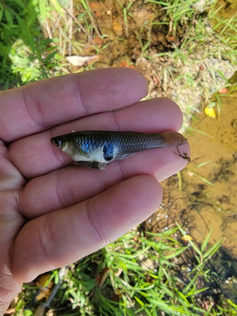 What type of fish? Caught in a creek in NC. : r/Fish