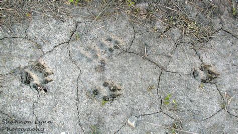 Coyote Tracks Photograph by Shannon Nolting - Pixels