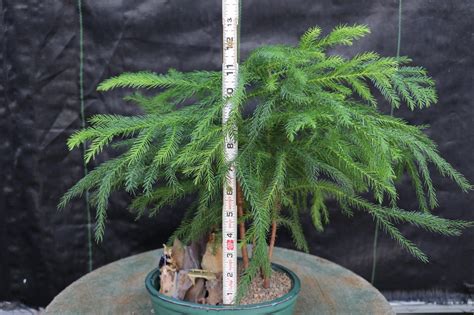 Norfolk Island Pine Bonsai Tree Landscape Scene- LMB