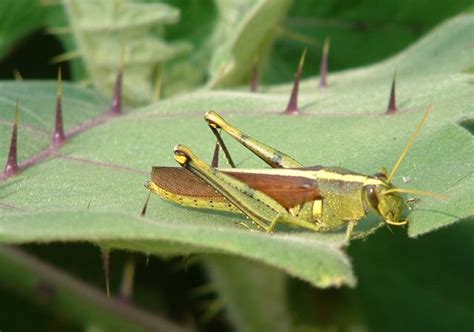 Grasshopper Eating a Leaf | Curious Cat Travel Photo Blog