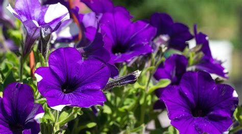 17 Purple Petunia Varieties For Your Flowerbeds