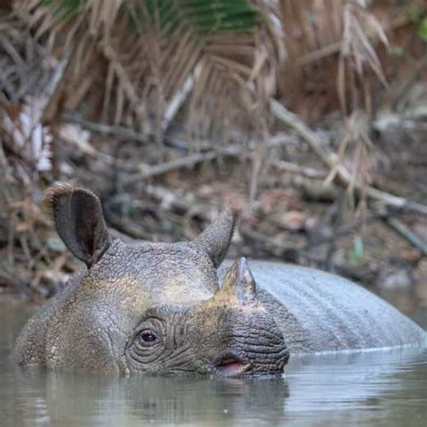 Where Do Rhinos Live Rhinoceros Habitat Explained