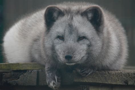 Arctic Fox Zoochat