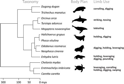 Evolution Of Turtles