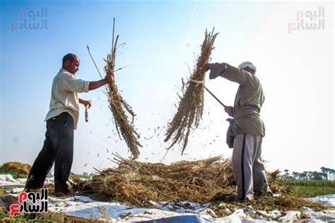 موسم حصاد السمسم الخير بأيد الفلاحين اليوم السابع