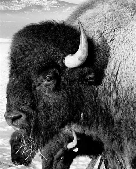 Be A Buffalo In A Storm Face The Storms Of Life Like A By Sage