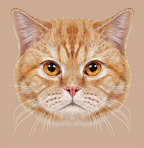 Royalty Free Tabby Cat Clip Art, Vector Images & Illustrations - iStock