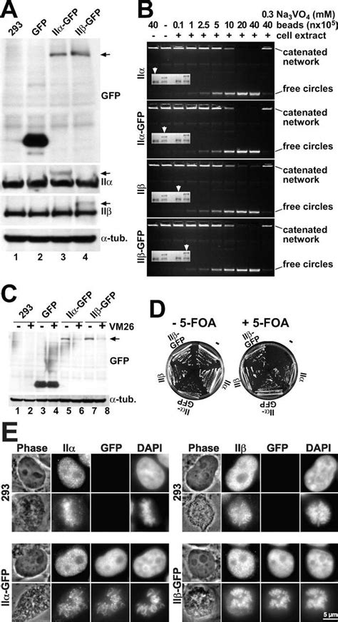 Characterization Of Hek Cells Expressing Topo Iigfp A Western