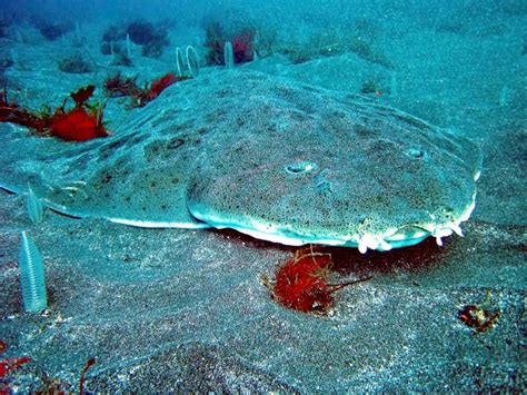 Angel Shark – "OCEAN TREASURES" Memorial Library