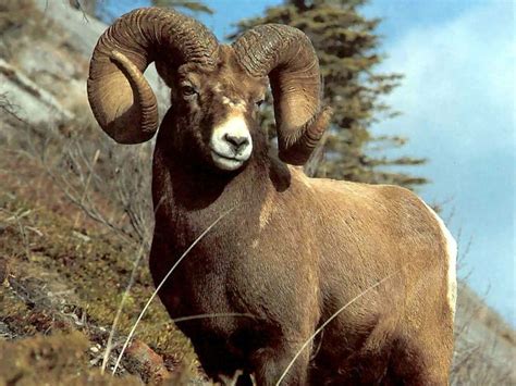 The Symbol For Aries Is The Ram Animals Wild Big Horn Sheep Animals