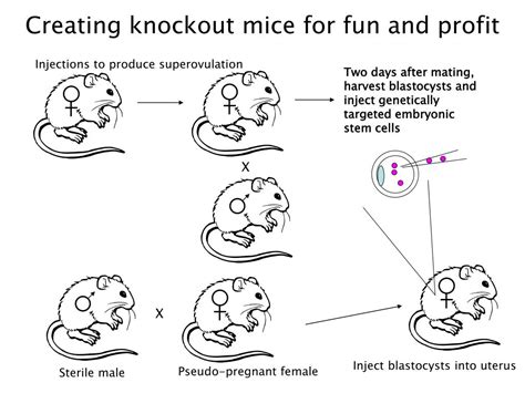 Ppt Knockout And Transgenic Mice Uses And Abuses Powerpoint