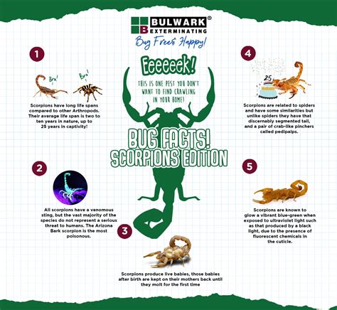 Scorpion Season Isn't Over Yet: Stay Prepared With Bulwark Pest Control