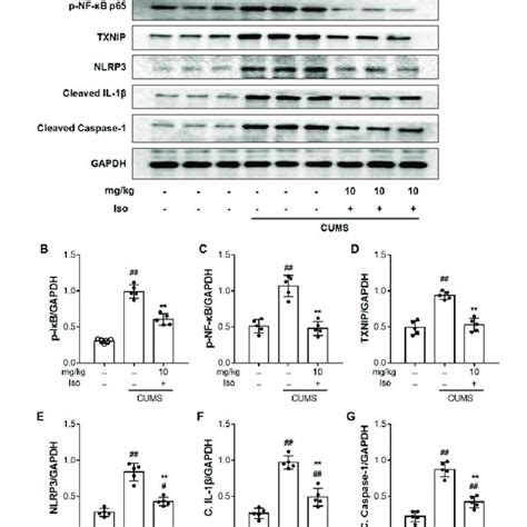 Isofraxidin Inhibits Cums Induced Activation Of Nf B And Nlrp