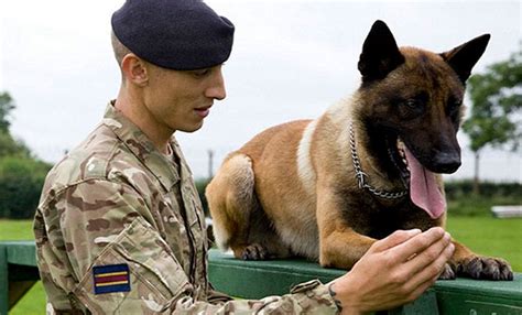 Dog Handler British Army Jobs